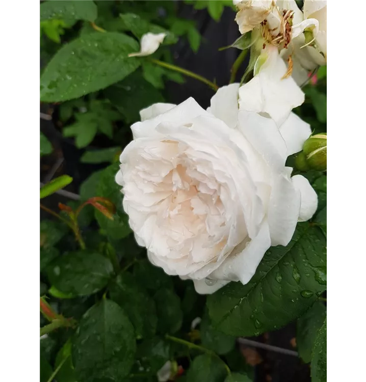 Strauchrose 'Winchester Cathedral'®