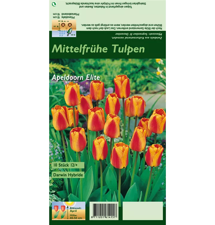 Tulipa 'Apeldoorn Elite'