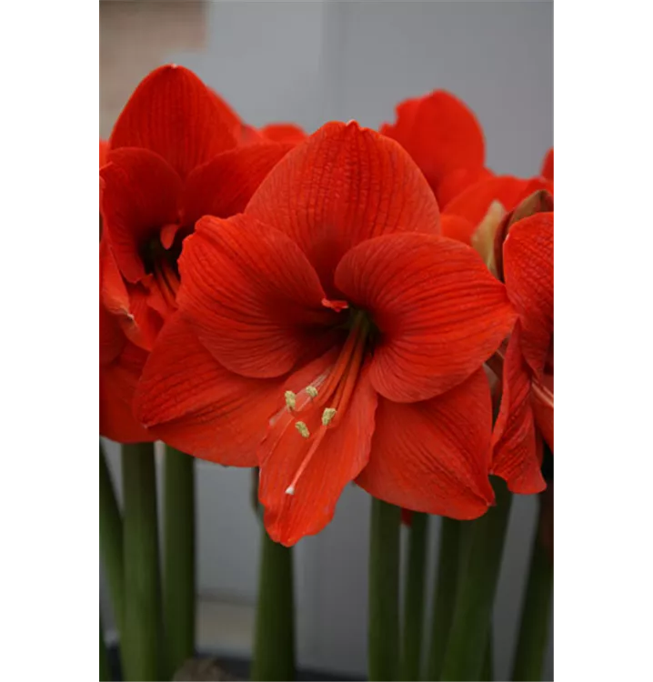 Hippeastrum 'Orange Souvereign'