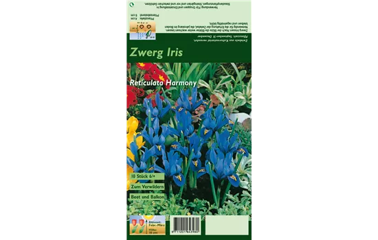 Zwerg-Iris 'Harmony'