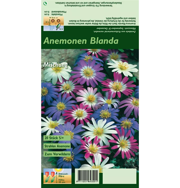 Anemone blanda