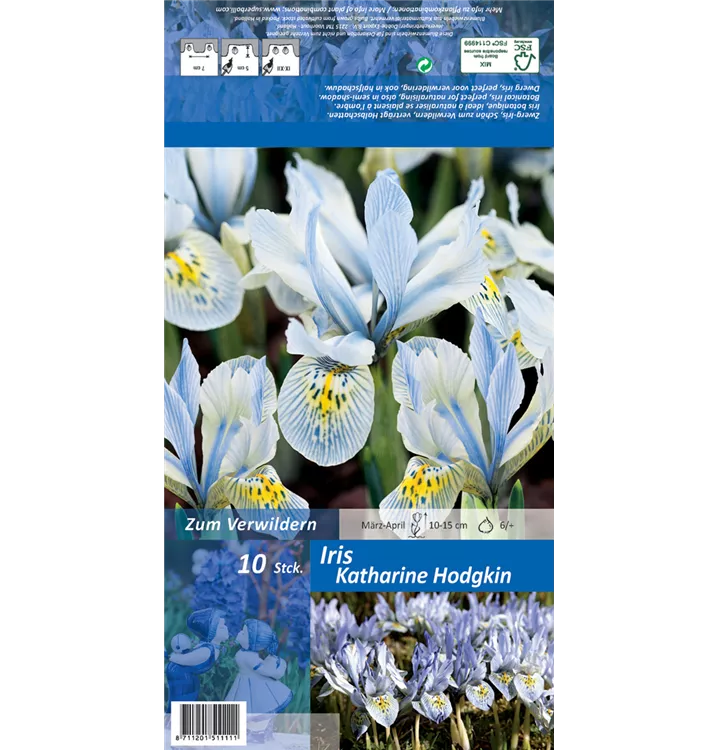 Iris reticulata 'Katherine Hodgkin'