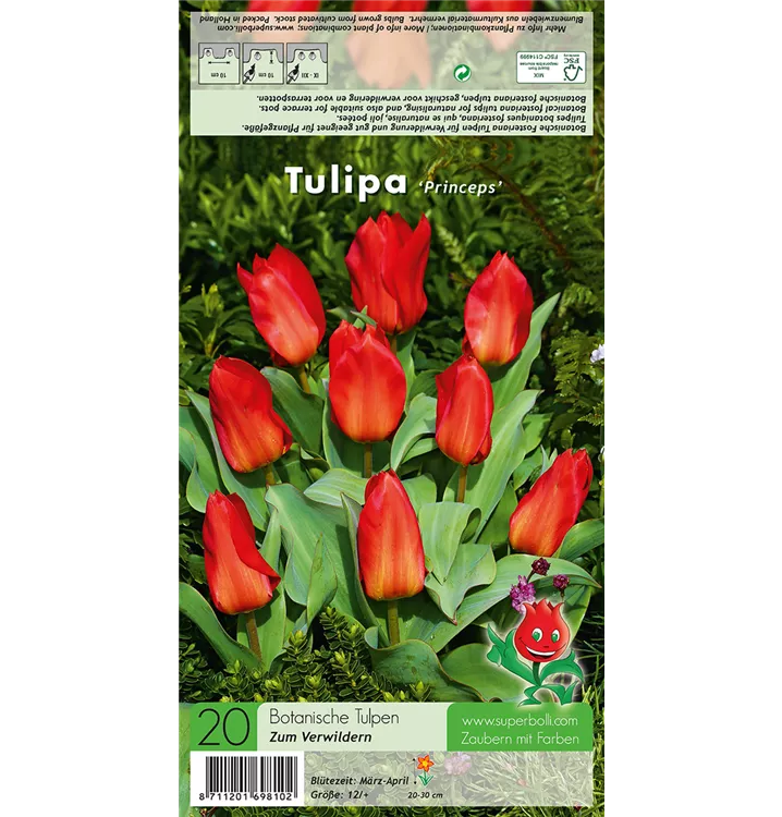 Tulipa fosteriana 'Princeps'