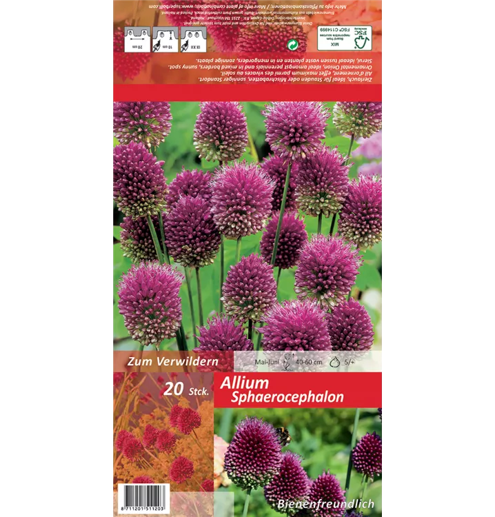 Allium sphaerocephalon