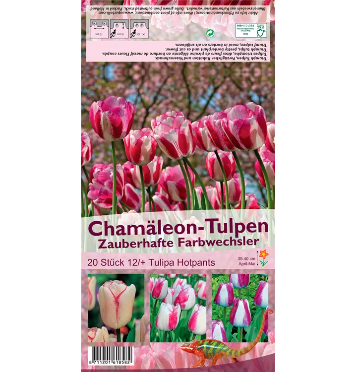 Tulipa 'Hotpants'