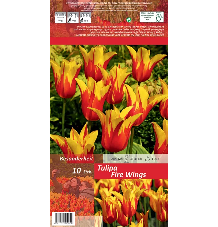 Tulipa 'Fire Wings'