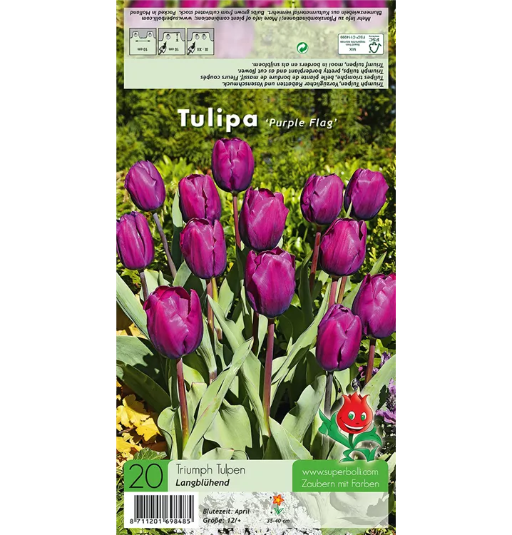 Tulipa 'Purple Flag'