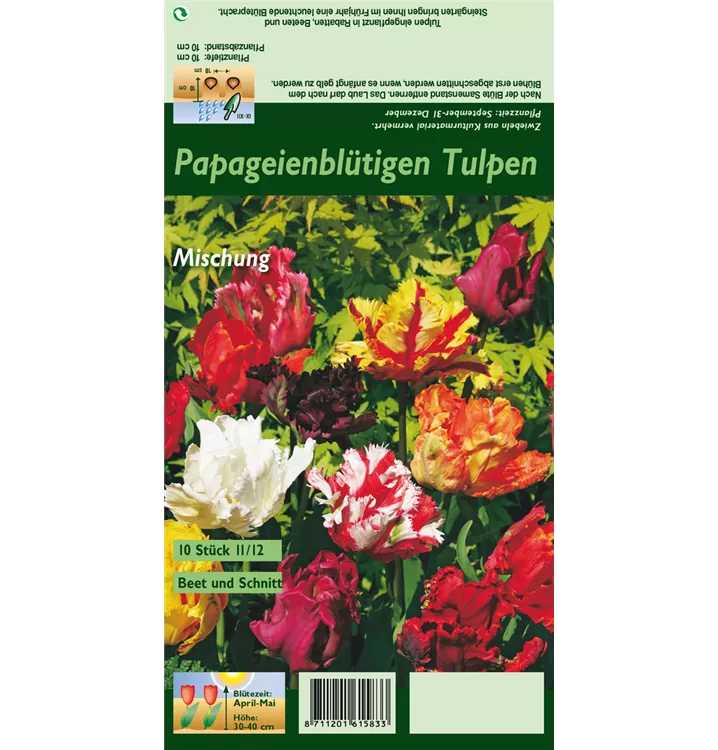 Tulipa Parrot