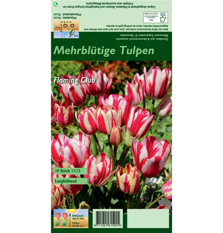 Tulipa 'Flaming Club'