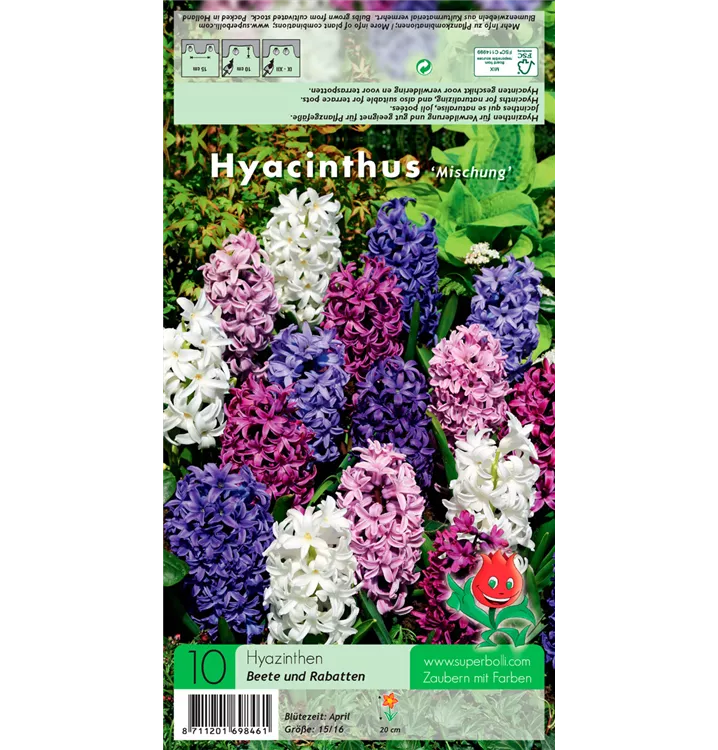 Hyacinthus orientalis, weiß-blau-purpur