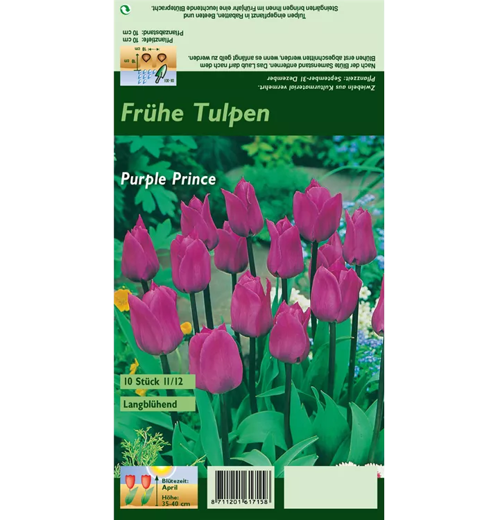 Tulipa 'Purple Prince'