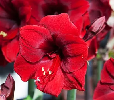 Hippeastrum 'Royal Red'