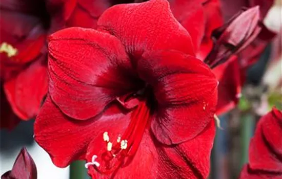 Hippeastrum 'Royal Red'