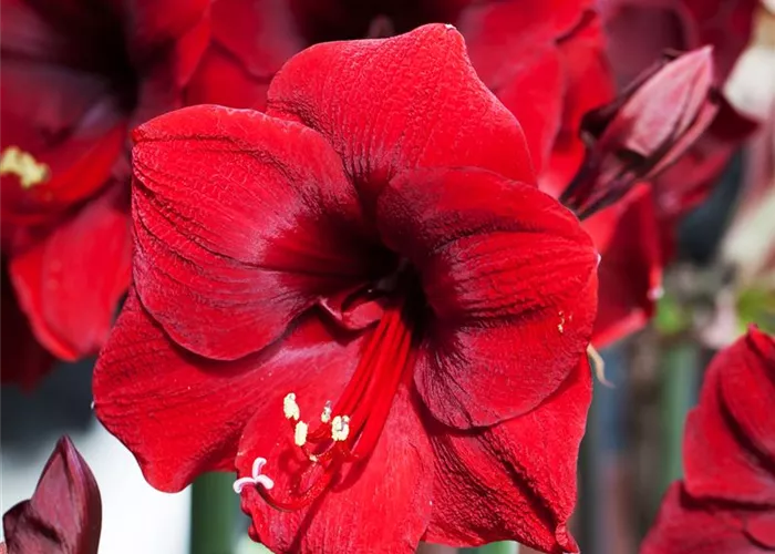 Hippeastrum 'Royal Red'