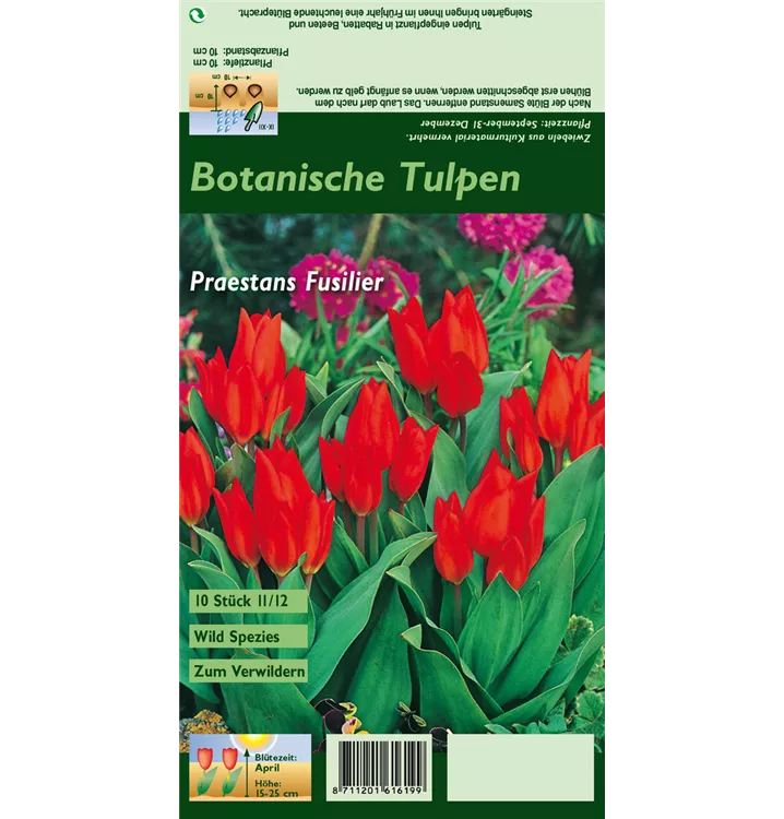 Tulipa praestans 'Fusilier'