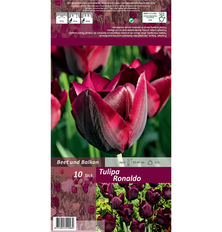 Tulipa 'Ronaldo'