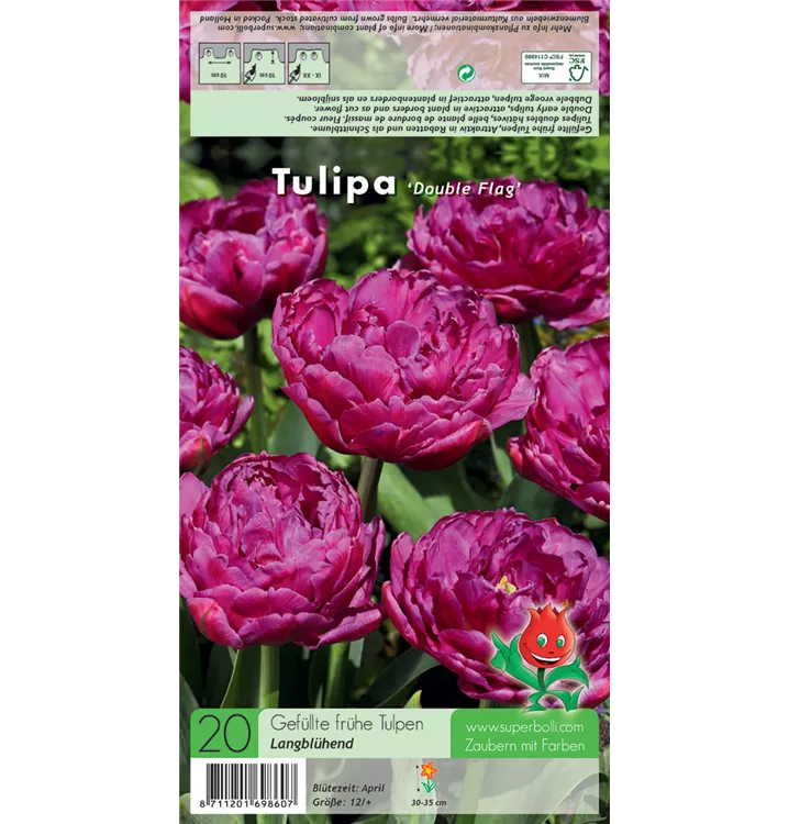 Tulipa 'Double Flag'