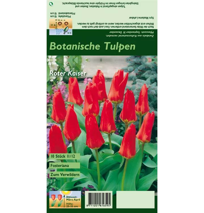 Tulipa fosteriana 'Roter Kaiser'