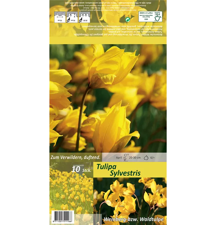 Tulipa sylvestris