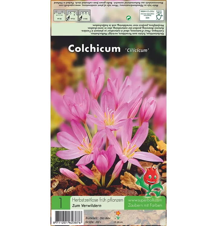 Colchicum cilicicum