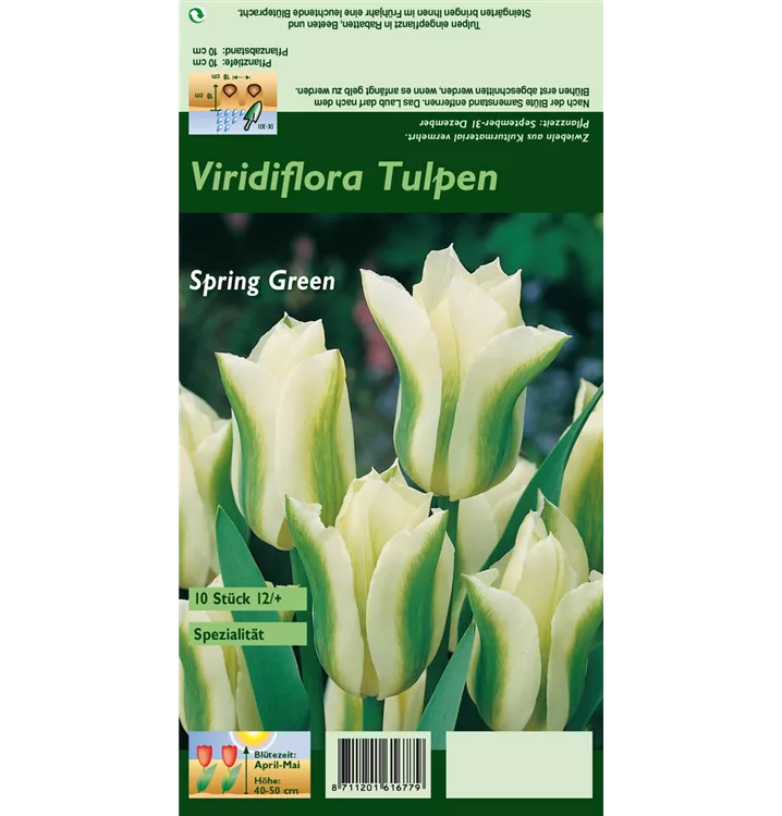 Tulipa viridiflora 'Spring Green'