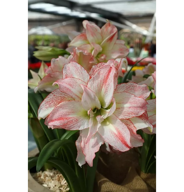 Hippeastrum 'Aphrodite'