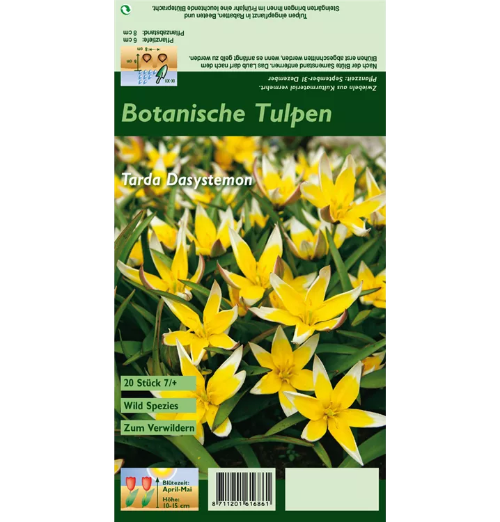 Tulipa tarda 'Dasystemon'