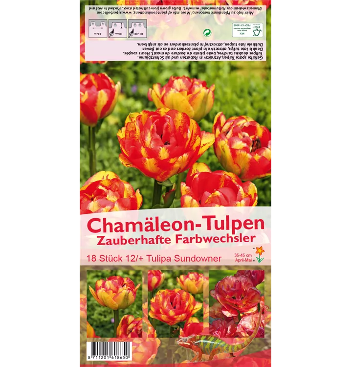 Tulipa 'Sundowner'