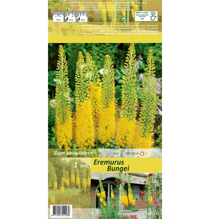 Eremurus bungei