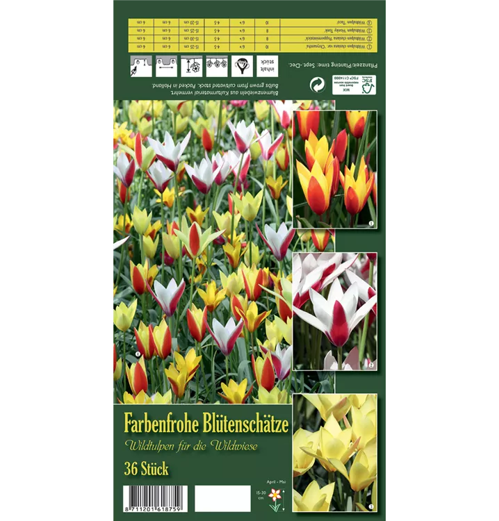 Tulipa botanical 'Farbenfrohe Blütenschätze'