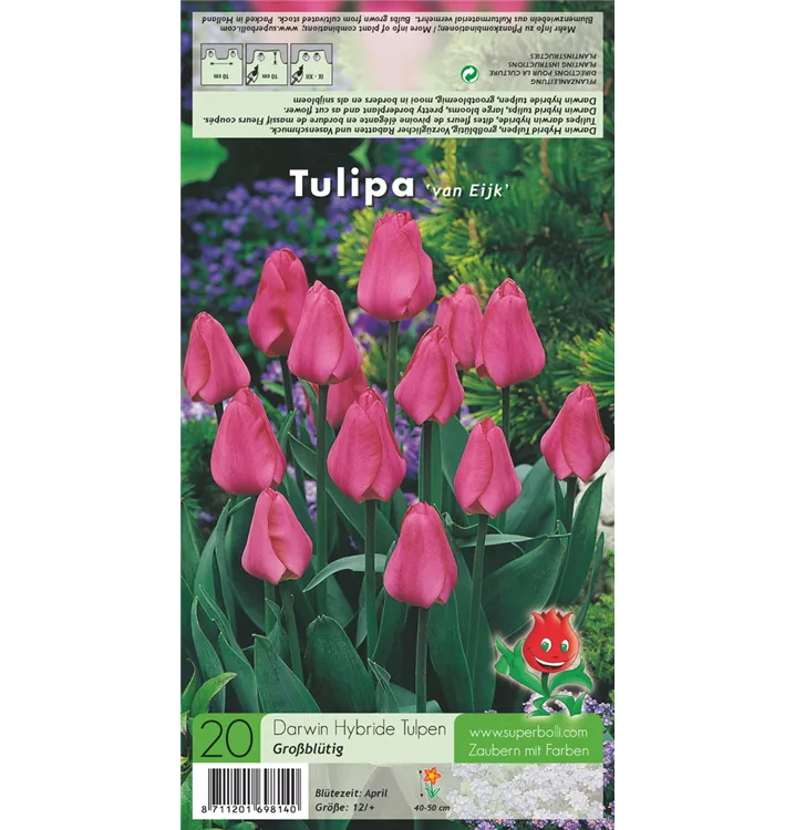 Tulipa 'Van Eijk'