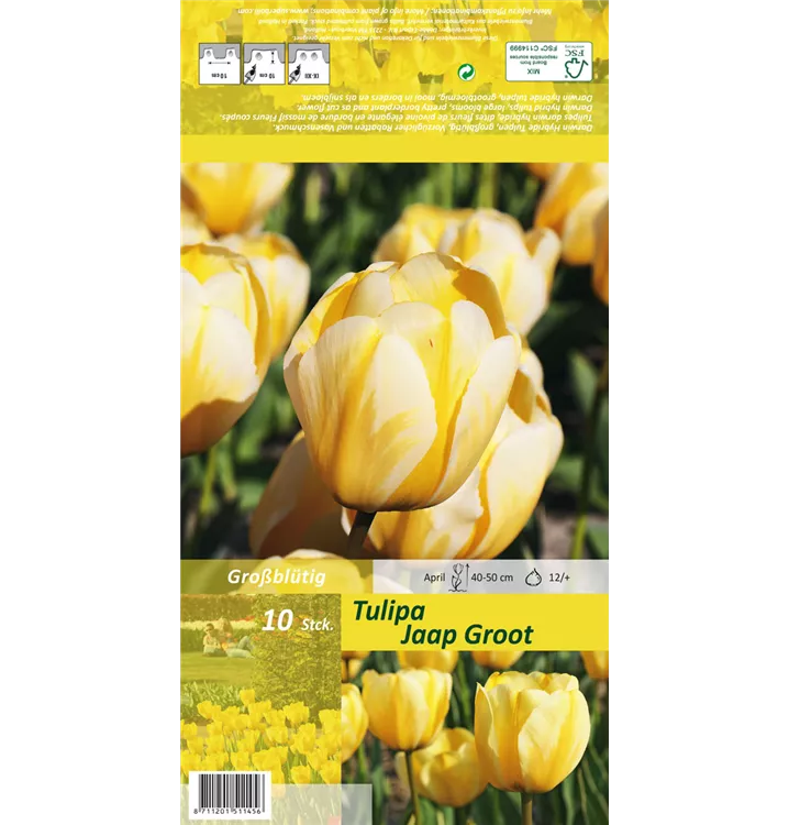 Tulipa 'Jaap Groot'