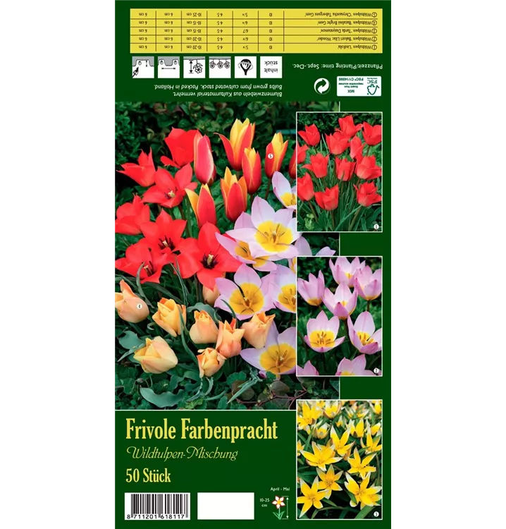 Tulipa botanical 'Frivole Farbenpracht'