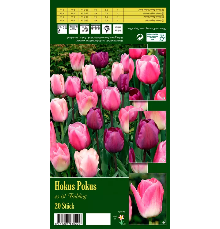 Tulipa 'Hokus Pokus'