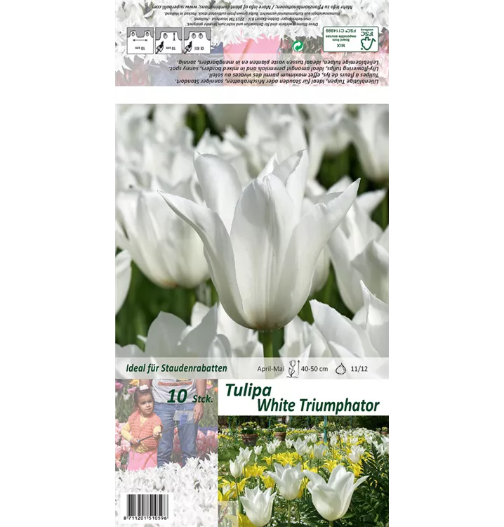 Tulipa 'White Triumphator'