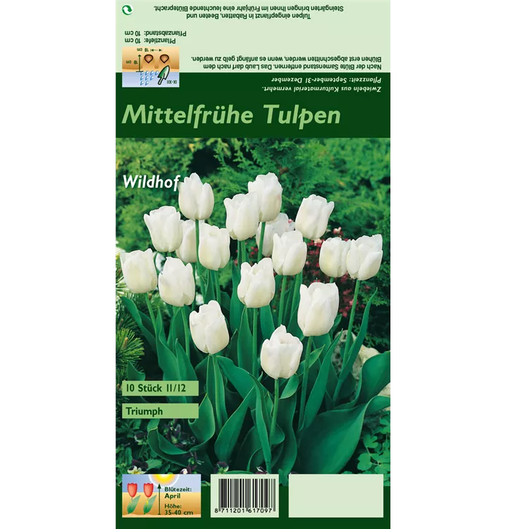 Tulipa 'Wildhof'