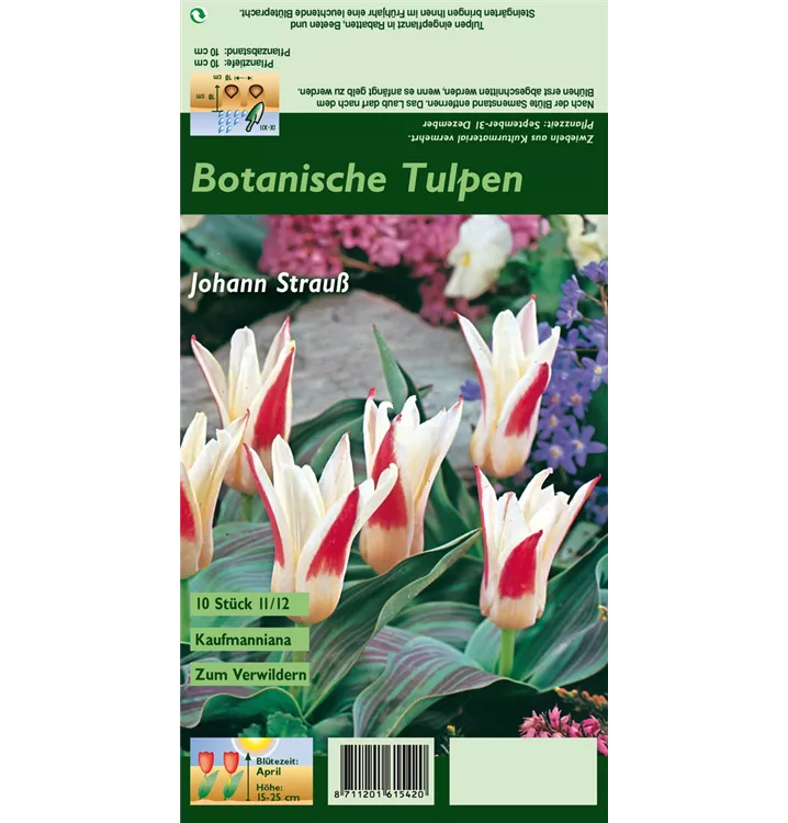 Tulipa kaufmanniana 'Johann Strauss'