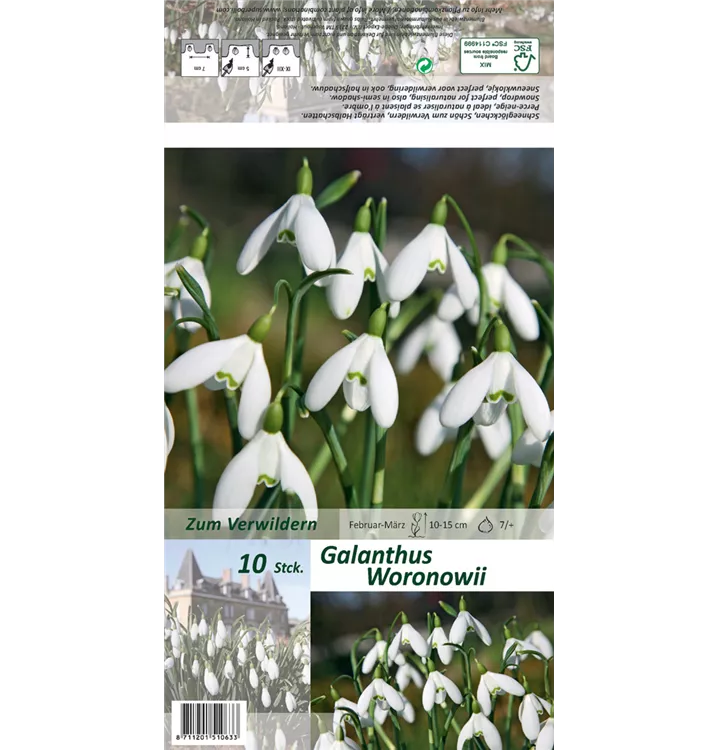 Galanthus woronowii