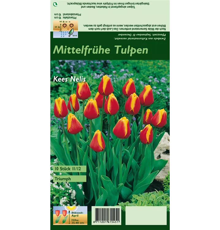 Tulipa 'Kees Nelis'