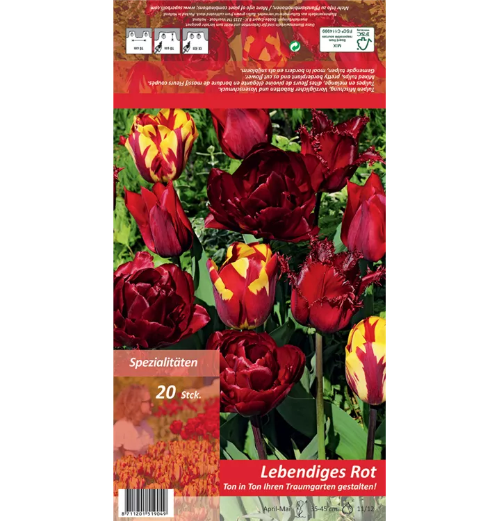 Tulipa 'Lebendiges Rot'