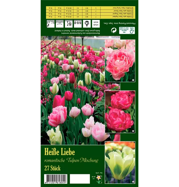 Tulipa 'Heiße Liebe'