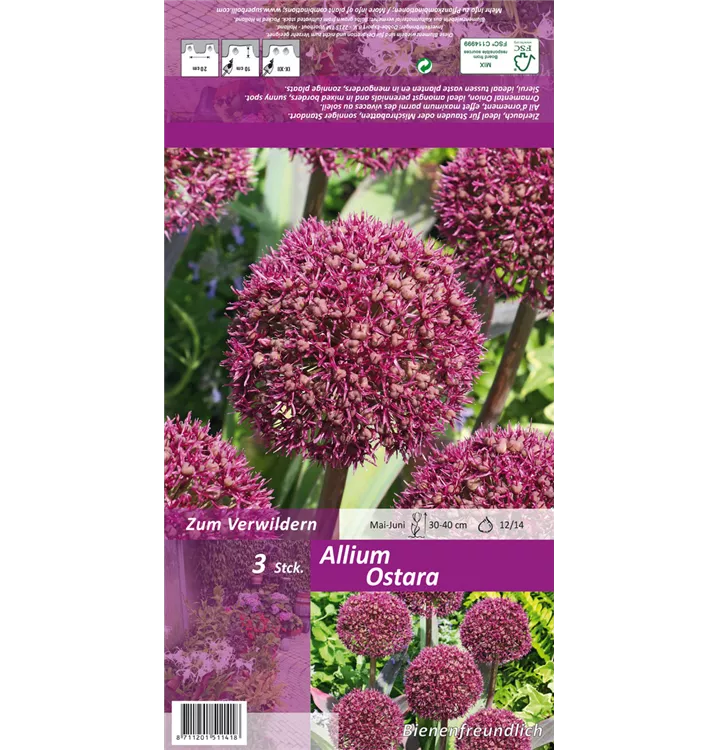 Allium 'Ostara'