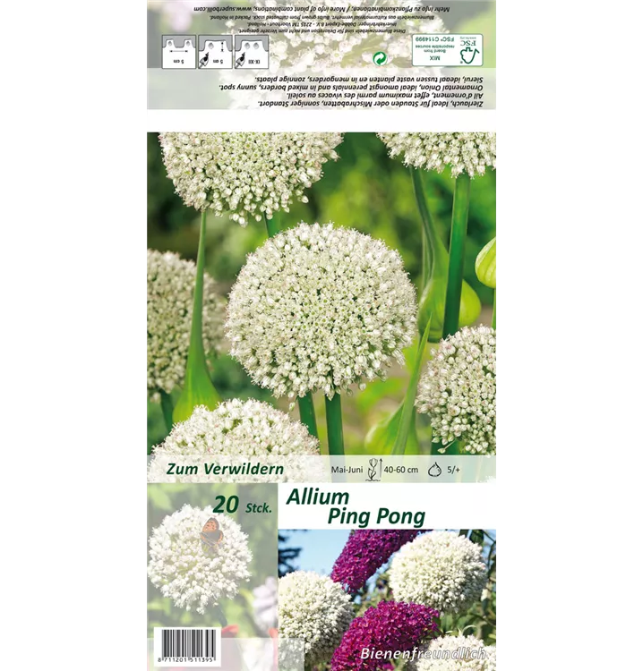 Allium 'Ping Pong'