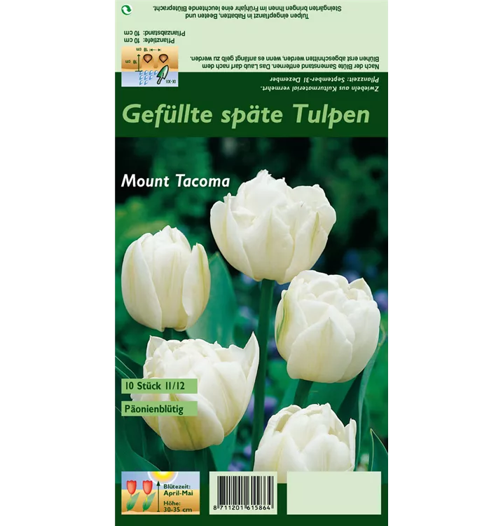 Tulipa 'Mount Tacoma'