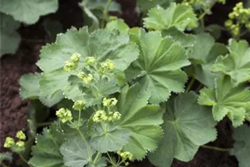 Alchemilla mollis