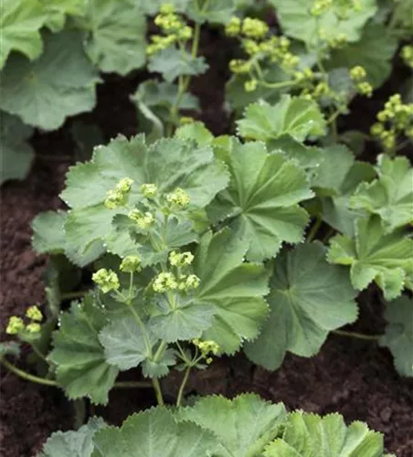 Alchemilla mollis