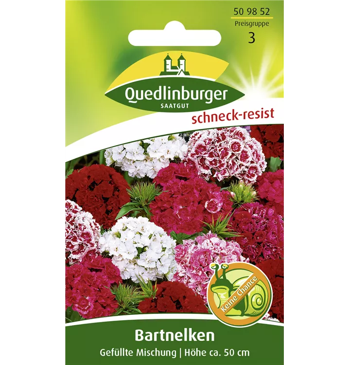 Dianthus barbatus, gefüllt