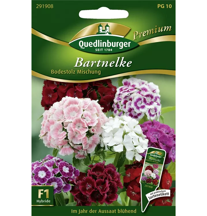 Dianthus barbatus 'Bodestolz'