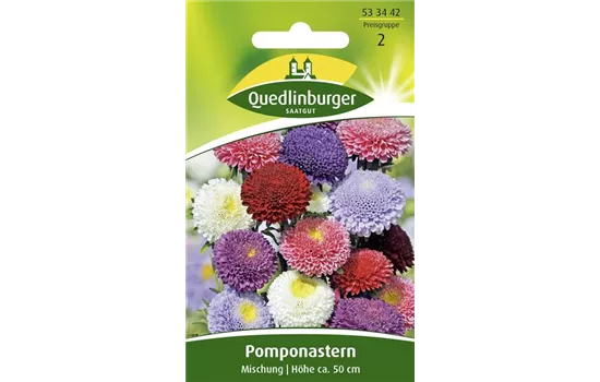 Gartenastersamen 'Pompon'