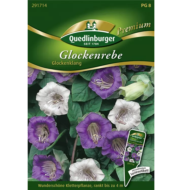 Cobaea scandens 'Glockenklang'